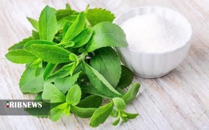 <span>Рашт экспортирует продукты переработки стевии в 11 стран</span>
