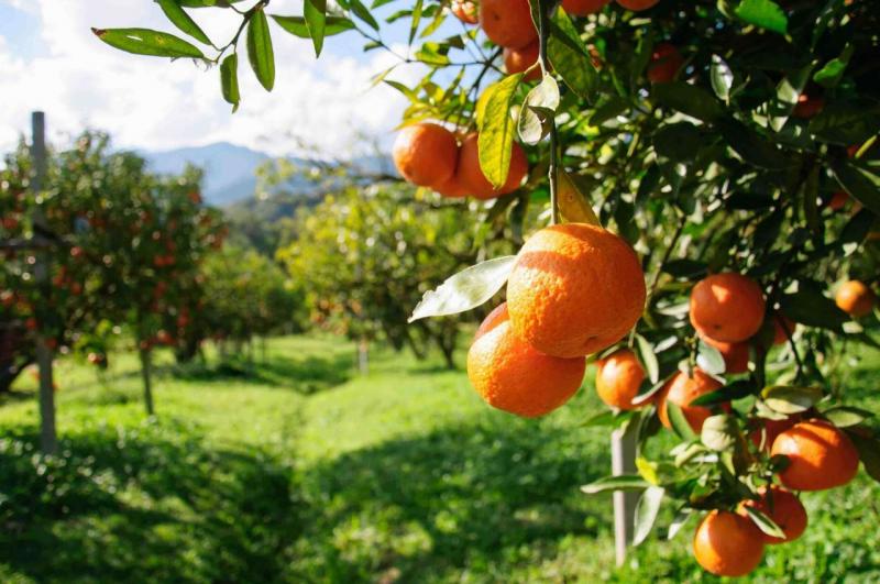 <span>سفیر ایران در چین: مازندران برای صادرات مرکبات به چین آماده شود</span>
